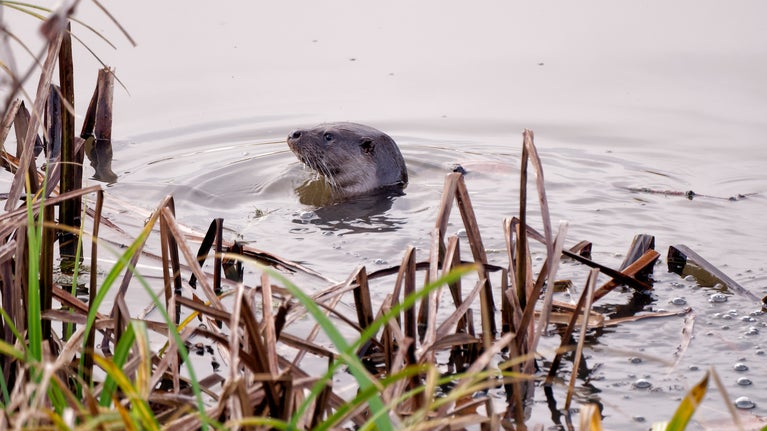 Otter in the river bank
